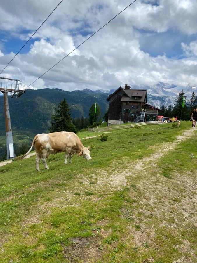 Bergglueck - Gemuetliches Appartement Am Traunsee Altmünster Esterno foto